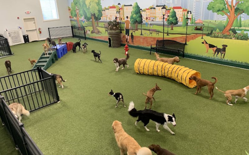 Bark City Doggy Daycare