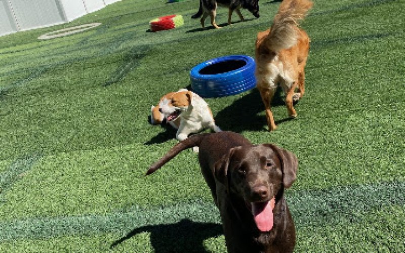 The Dog Club
