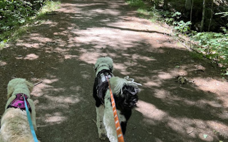 Wag & Wheels Dog Walking Services