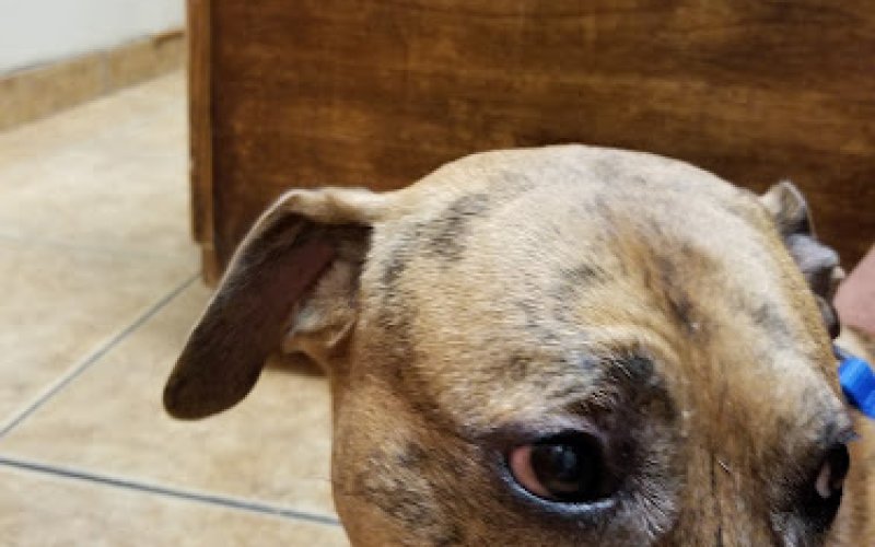 Allen Veterinary Hospital — Animal hospital in McAllen