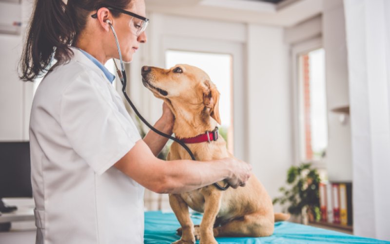Lakeway Veterinary Hospital