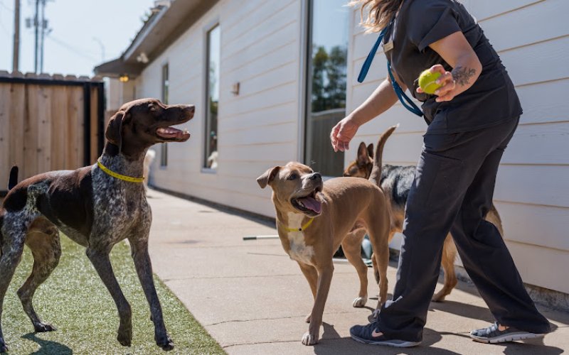The Pet Hospitals