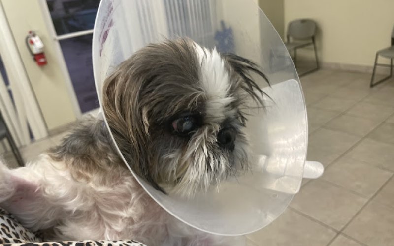 Animal Eye Guys - Miami Gardens — Veterinarian in Miami Gardens