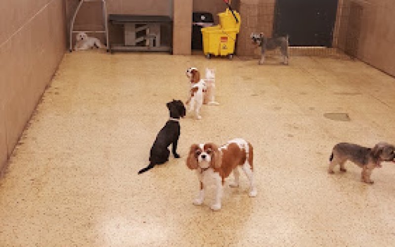 Doggies Gone Wild