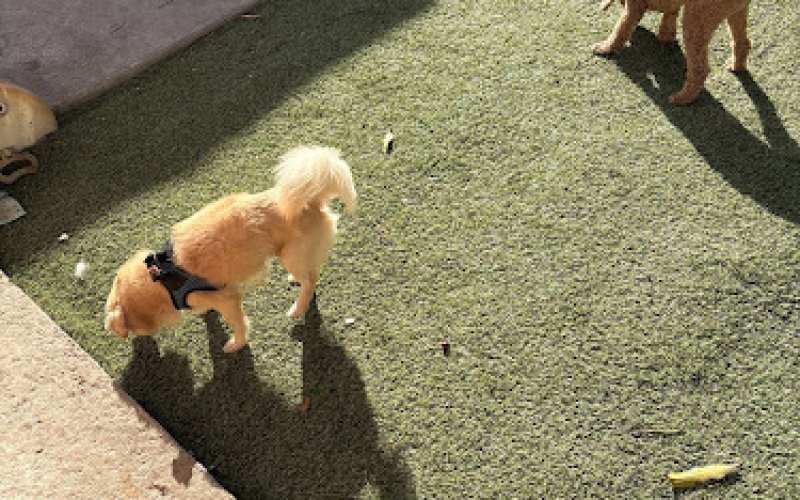 Paws by Bee Pet Care