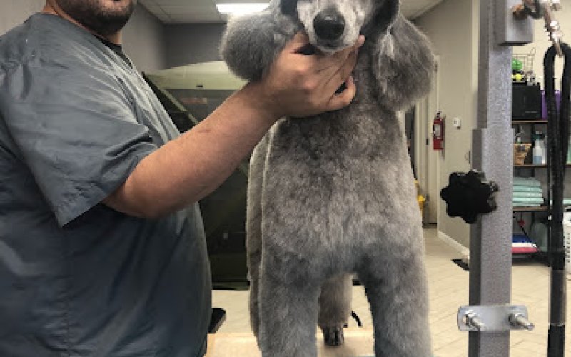 Alpha Luxury Pet Grooming