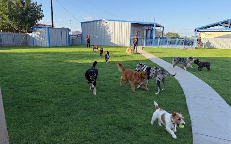 Casita Doggy LLC