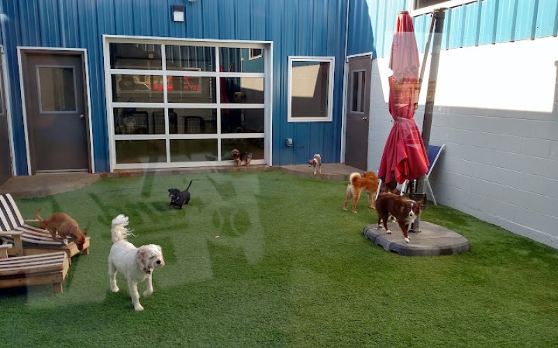 Paws & Play Pet Resort