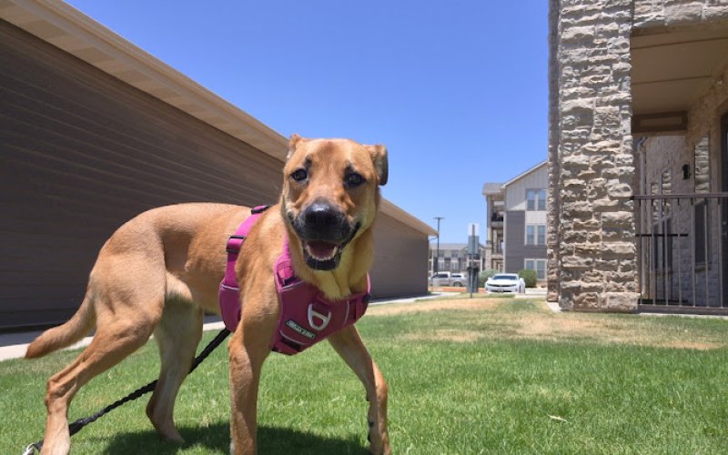 Tall City Tails Dog Walking and Animal Care