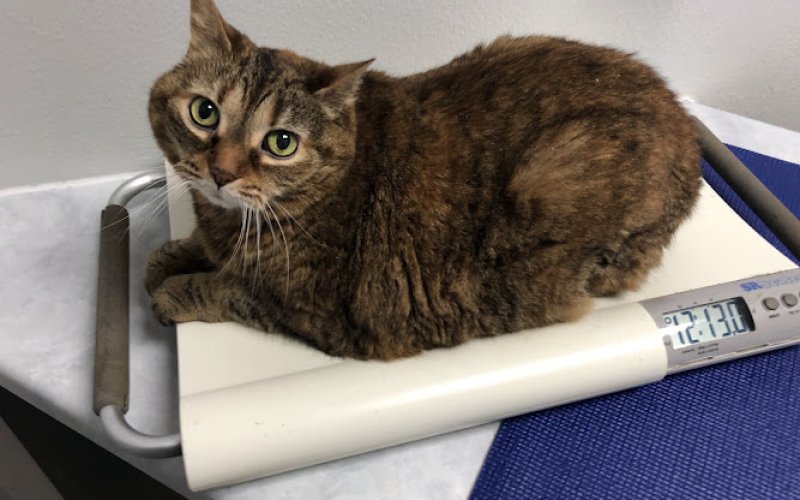 Cat Care Clinic Milwaukee