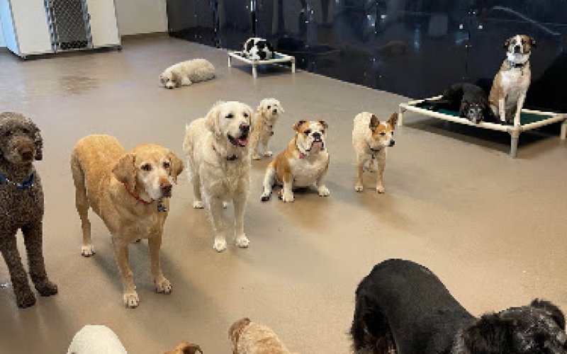 North Shore Doggy Daycare