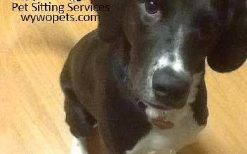 While You Were Out Pet Sitting Services