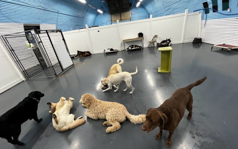 Fun City Dogs