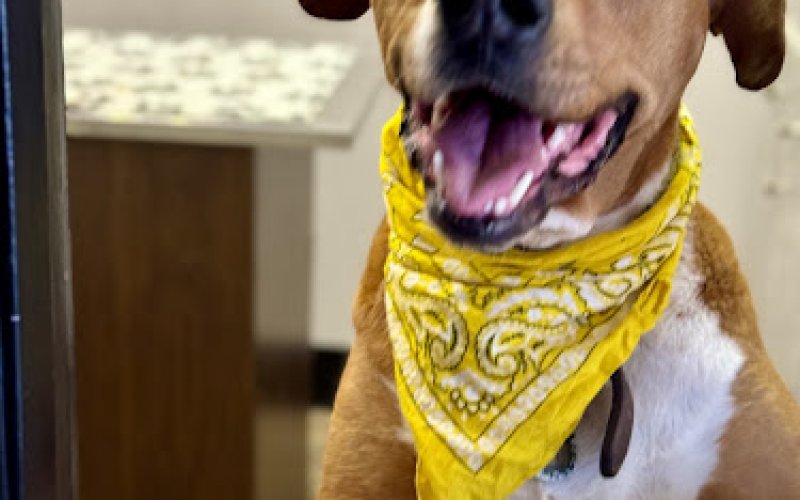 MetroPet Animal Hospital