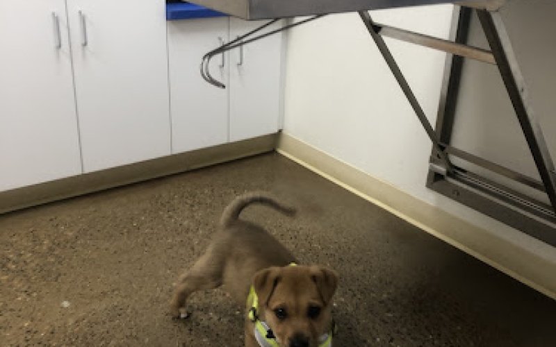 Pet Central Animal Hospital