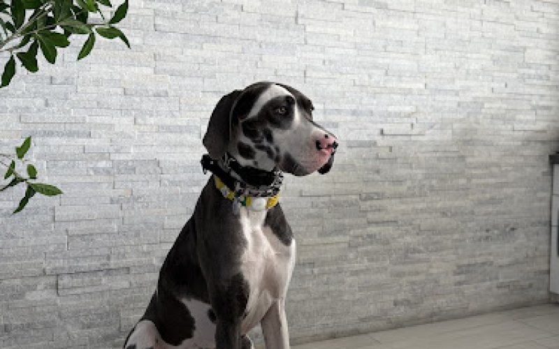Paw Haus Animal Hospital
