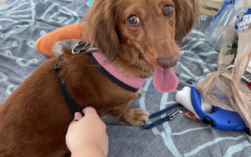 Regina’s Pawsitive Care