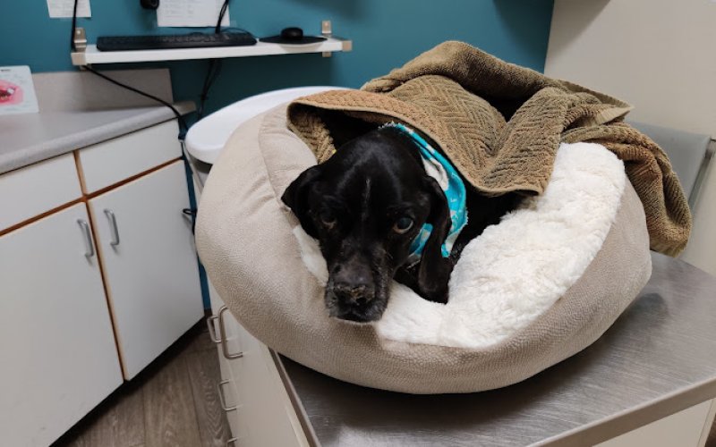 Animal Medical Center of Mission Viejo — Veterinarian in Mission Viejo