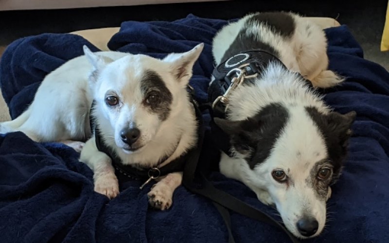 Laguna Pet Care Center — Veterinarian in Mission Viejo