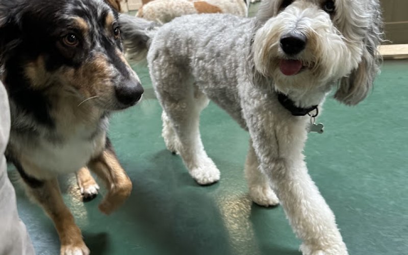 The Zuri Pet Spa & Resort