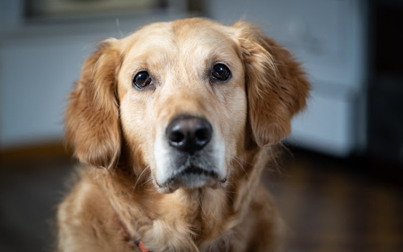 EverLoved Veterinary