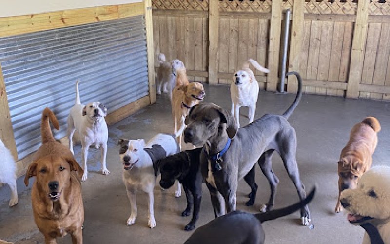 Port City Pups