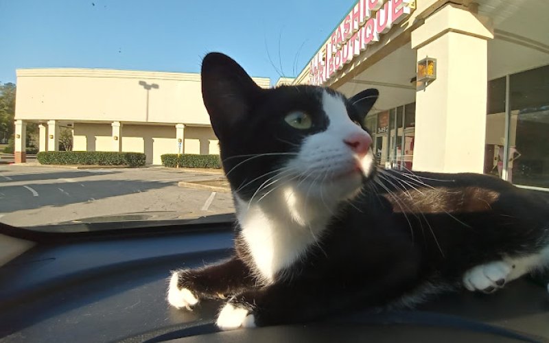 Spring Hill Animal Clinic