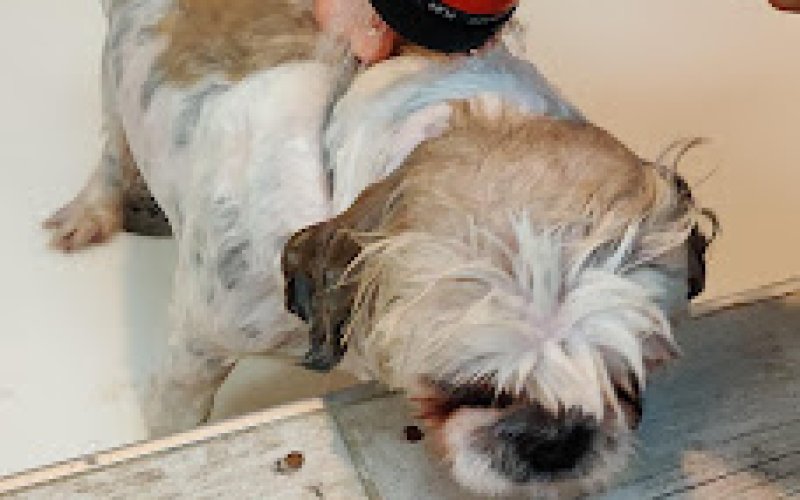 Caldron's Pets Choice
