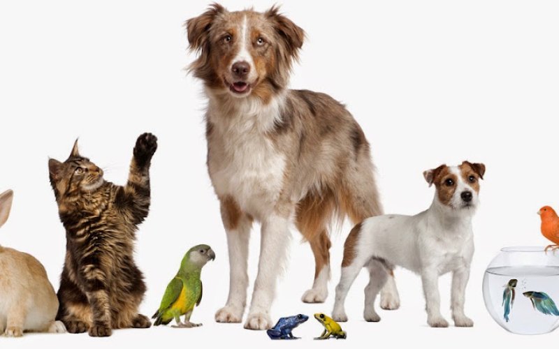 Montgomery Veterinary Associates - Carter Hill Road