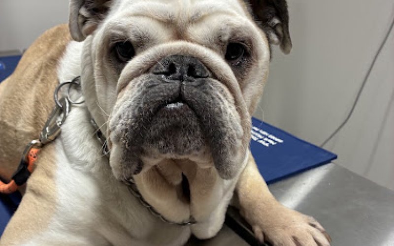 VCA Carriage Hills Animal Hospital and Pet Resort