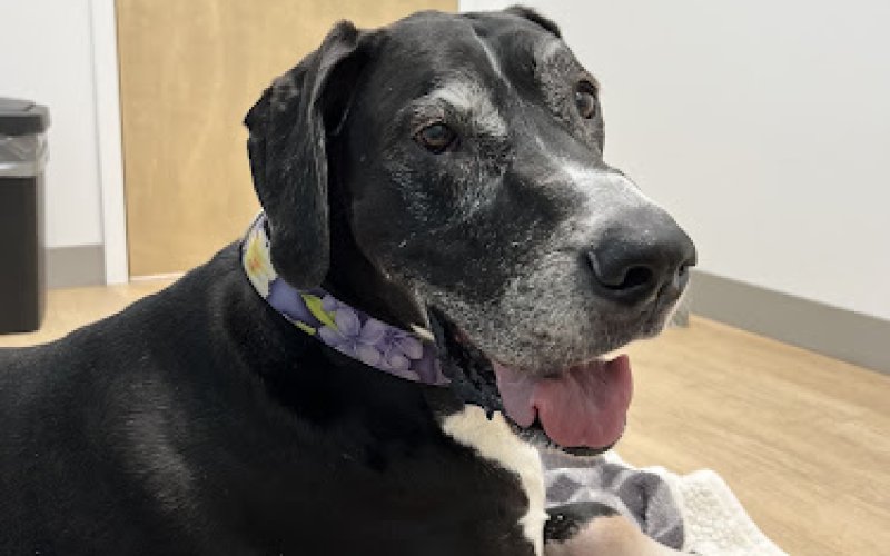 Happy Paws Veterinary Center