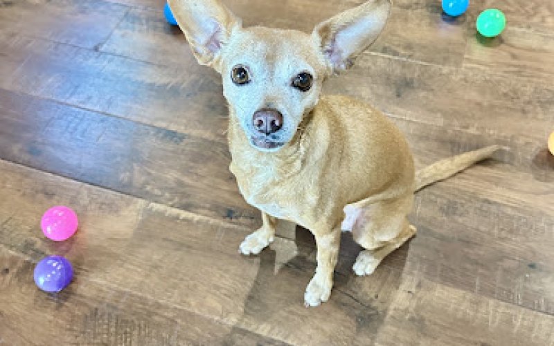 Melvin Pet Care