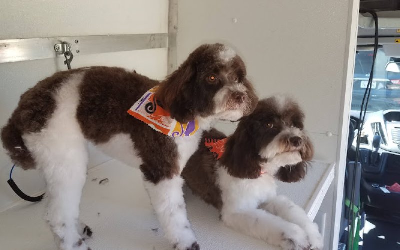 Pet care mobile grooming