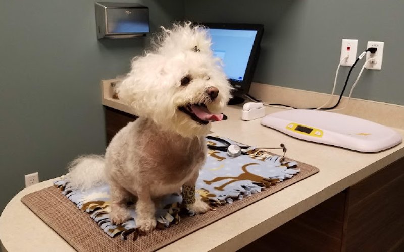 Pet Wellness Center, Veterinarian