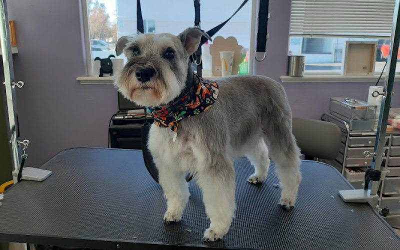 Fancy Paws Pet Salon