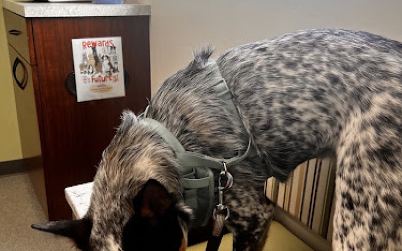 Idaho Veterinary Hospital
