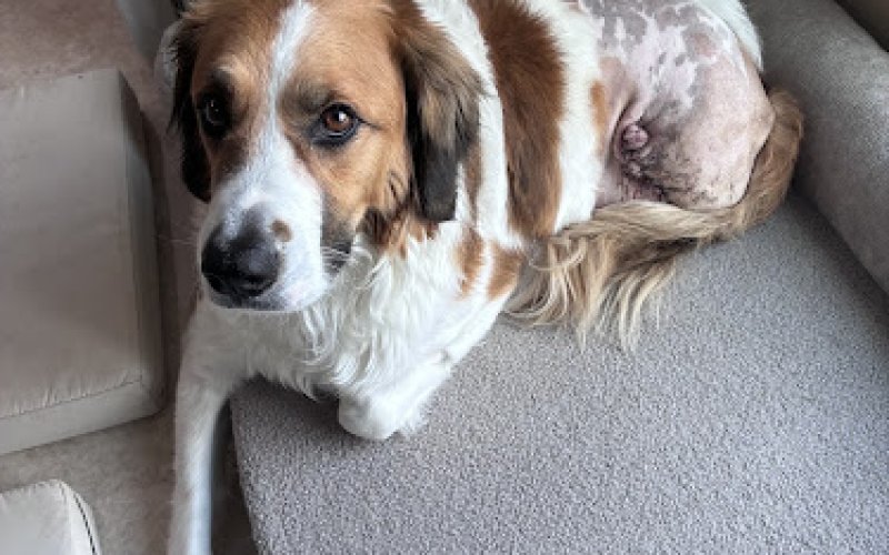 Intermountain Pet Hospital - Nampa