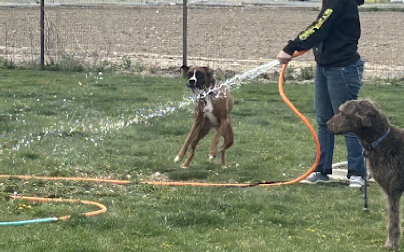 Lake Shore Boarding — Pet boarding service in Nampa