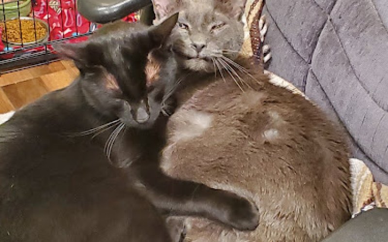Pet Haven Cat Adoption Center — Animal shelter in Nampa