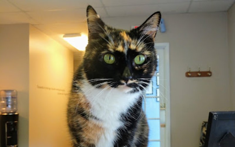 New England Cat Care