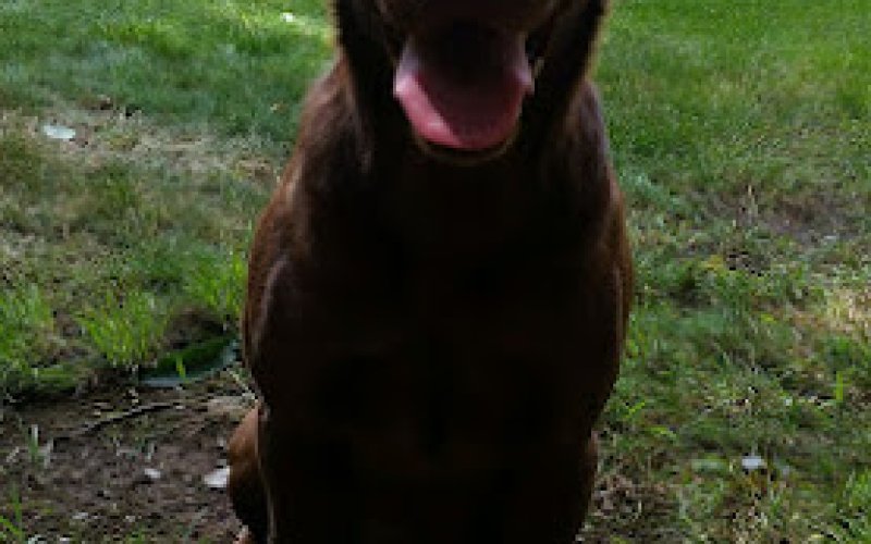Woodbridge Pet Sitting Service, LLC