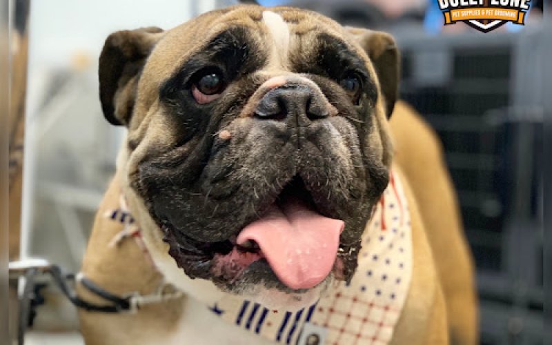 Bully Zone Pet Supplies & Pet Grooming