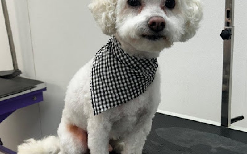 Ironbound Pet Shop — Pet store in Newark