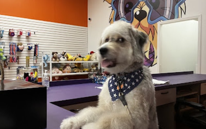 Pet Crew Pet Shop