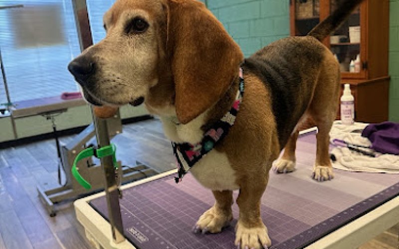 Hound Haven Newport News