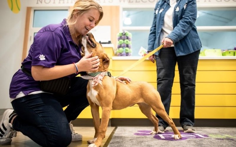 PetSuites Newport News
