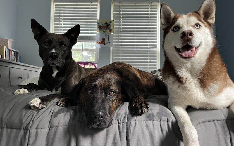 Anytime Home and Pet Service LLC