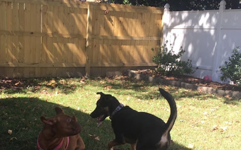 Claudia's Dogs - Doggy Daycare & Boarding