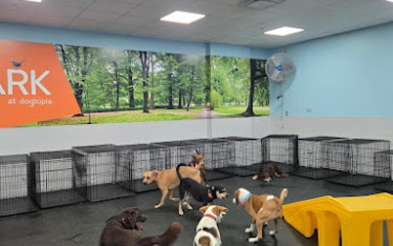 Dogtopia of Norfolk - Ghent