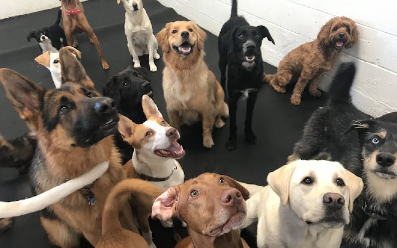 DogTown
